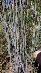 Schizachyrium scoparium