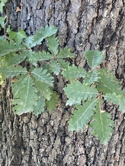 Quercus pubescens