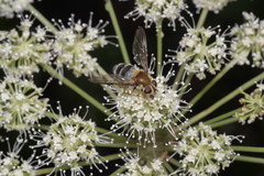 Leucozona glaucia