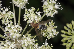 Leucozona glaucia