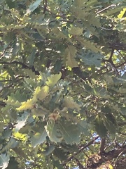 Quercus pubescens