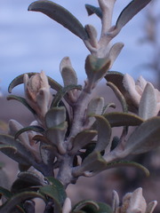 Tarchonanthus minor