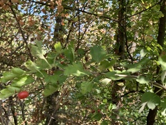 Crataegus monogyna