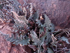 Cheilanthes eckloniana