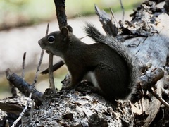 Tamiasciurus fremonti