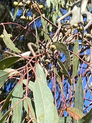 Eucalyptus camaldulensis