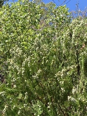 Platycladus orientalis