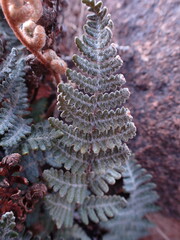 Cheilanthes eckloniana