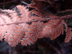 Cheilanthes eckloniana
