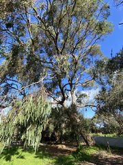 Eucalyptus camaldulensis