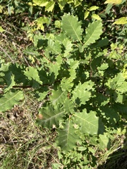 Quercus pubescens