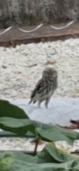 Athene noctua