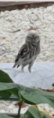 Athene noctua