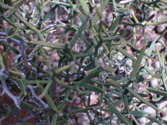 Asparagus striatus