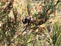 Callitris rhomboidea