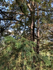 Taxus baccata