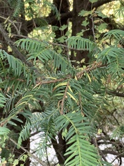 Taxus baccata