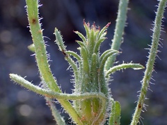 Podotheca angustifolia