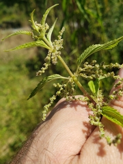 Urtica gracilis