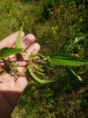 Urtica gracilis