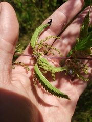 Urtica gracilis