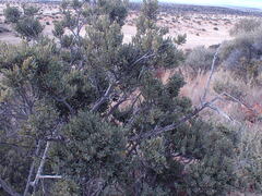 Euclea crispa ovata