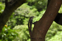 Diploderma swinhonis