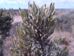 Euclea crispa ovata