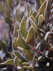 Euclea crispa ovata