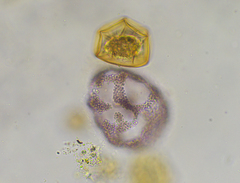 Lamprocystis
