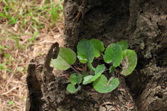 Emilia javanica