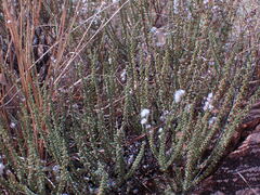 Eriocephalus ericoides