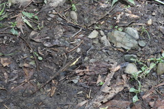 Diploderma swinhonis