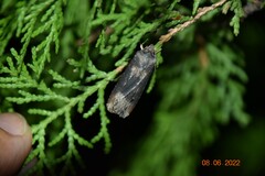 Agrotis ipsilon