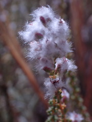 Eriocephalus ericoides