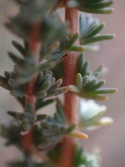 Eriocephalus ericoides