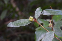Croton cascarilloides