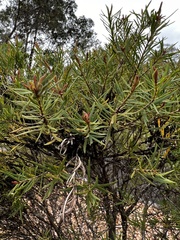 Melaleuca linariifolia