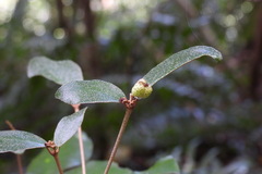 Croton cascarilloides