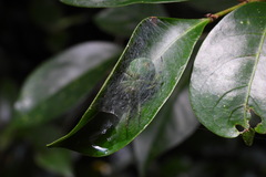 Aoaraneus pentagrammicus