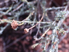 Pentzia incana