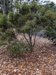Melaleuca linariifolia