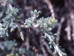 Pentzia incana