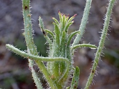 Podotheca angustifolia
