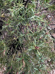 Melaleuca linariifolia