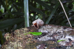 Auricularia polytricha