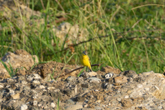Motacilla flava