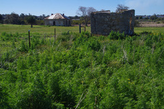 Lupinus angustifolius
