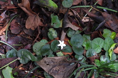 Geophila repens
