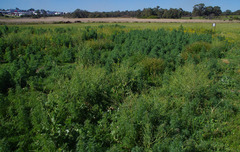 Lupinus angustifolius